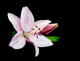 Fototapeta na wymiar Pink lily