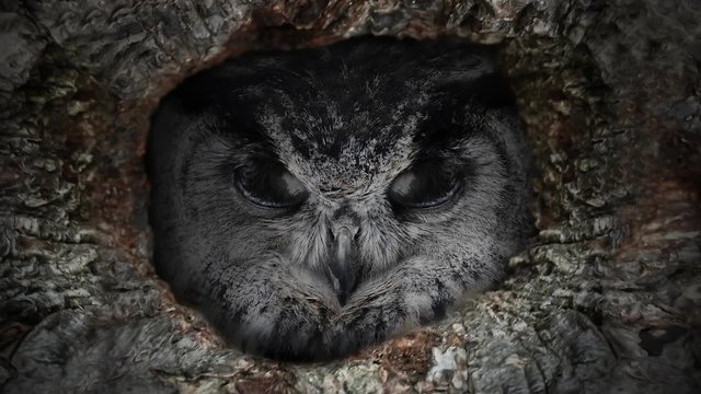 The evil eyes blinking. Eagle Owl (Bubo bubo) watching from a hollow tree. Forest in the night. 