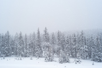 trees in blizzard