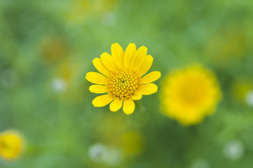 close up yellow flower with green background
