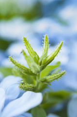 Green plant with blue petals background
