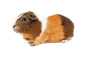 Guinea Pig Side View on White