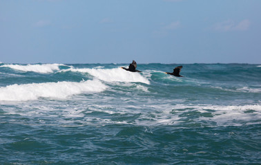 cormorants fishing