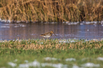 Bekassine (Gallinago gallinago)