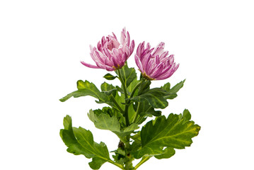 chrysanthemum flower isolated