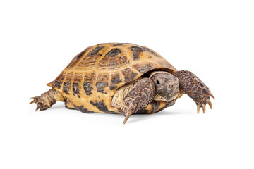 Russian Tortoise Crawling On White