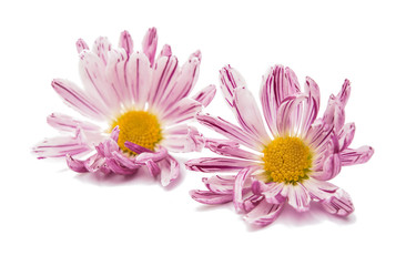 Fototapeta premium chrysanthemum flower isolated