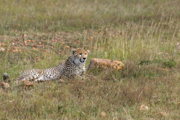 cheetah