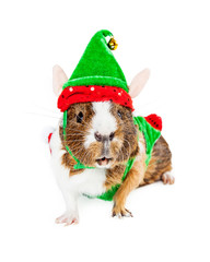 Fototapeta na wymiar Guinea Pig Christmas Elf