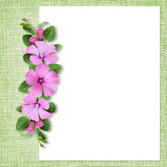Background with bindweed flowers composition