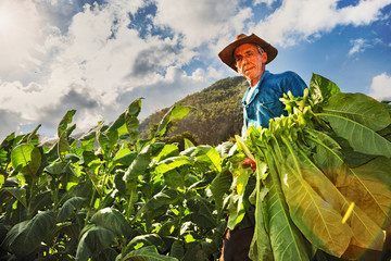 Cuba, Viñales, Farmer Harvesting Tobacco