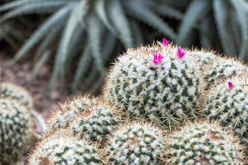 Cactus Garden