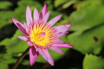 Beautiful pink waterlily or lotus flower