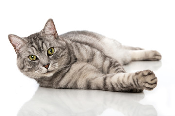 Getigerter Kater