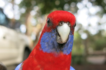 Rainbow lorikeet in the wildlife, NSW, Australia
