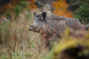 Big boar in autumn