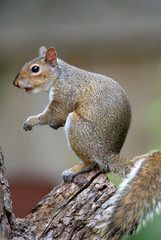 Eastern Gray Squirrel (Sciurus carolinensis)