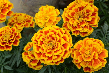 Marigolds 