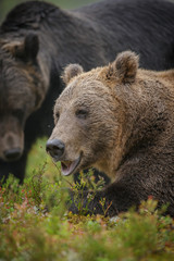 Two male brown bears in Finland's Boreal forest