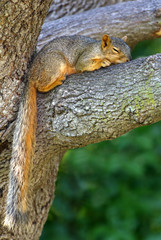 Naklejka na ściany i meble Eastern Gray Squirrel (Sciurus carolinensis)