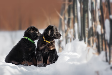 Black and golden hovawart puppy 