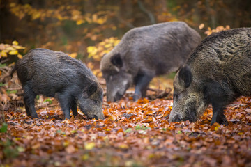 Wild boar sounder in fall