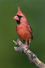 Male Northern Cardinal (Cardinalis cardinalis)