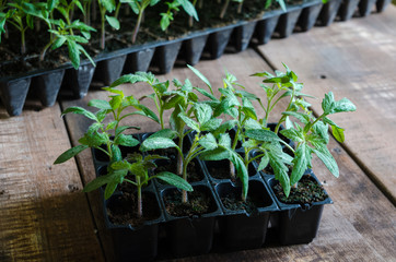 Tomato seedling in plastic tray