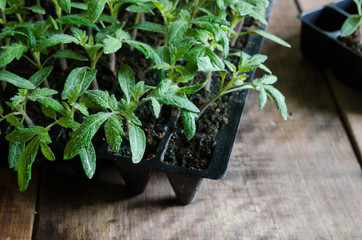 Tomato seedling in plastic tray