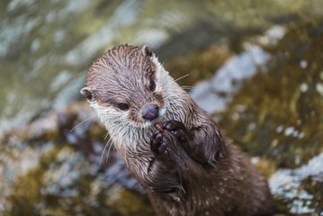portrait of an otter