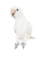 Beautiful white parrot bird isolated