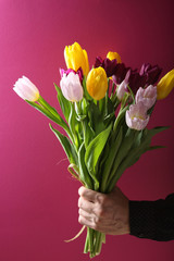 fresh colour tulips in man's hand