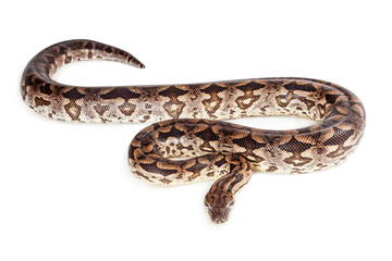 Dumeril's Boa Snake Isolated on White