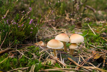 Mushrooms on mossy green meadow