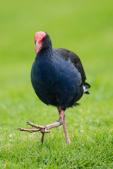 Pukeko bird walking on the lawn, New Zealand