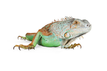 Green Iguana Closeup on White
