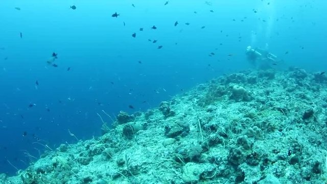 Blue Corner Dive Site in Palau