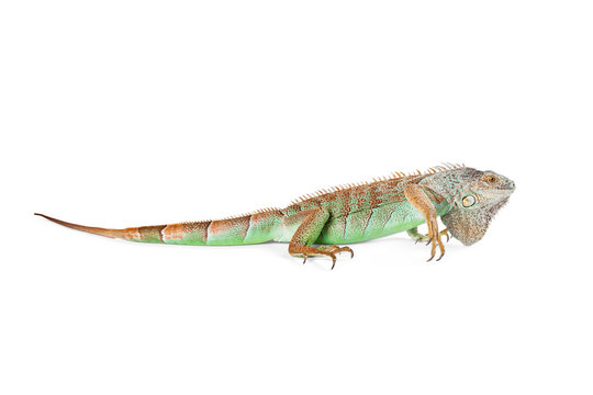 Iguana Profile - Isolated on White