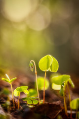 Wood sorrel with flower, backlight and bokeh