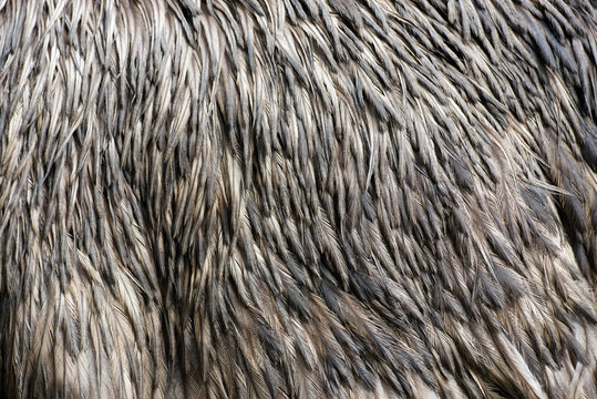 Detail of Emu feathers