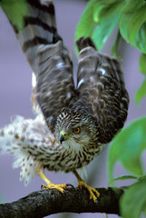 Coopers Hawk (Accipiter cooperii)