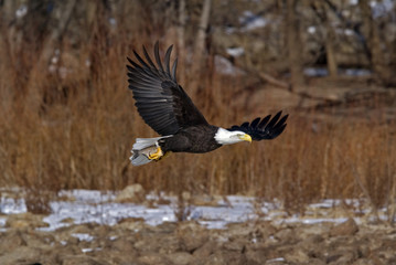 Bald Eagle (Haliaeetus leucocephalus)