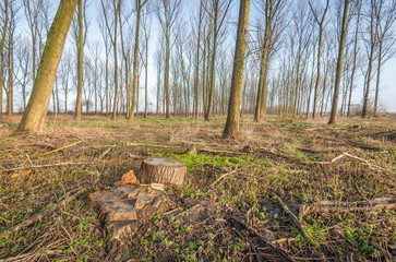 Tree stumps after felling mature trees
