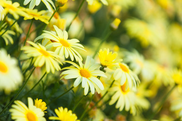 Yellow flowers