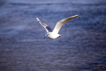 Fototapeta na wymiar beautiful seagull flying on a background of water