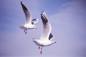 Beautiful seagulls in flight on blue sky