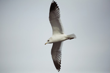 Single seagull in flight in the sky