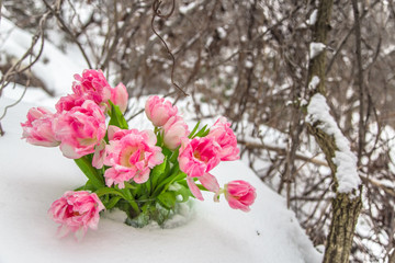 Fresh flowers in the snow