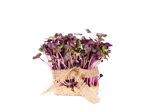 Purple  radish fresh sprouts with sack cloth ribbon isolated