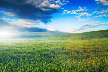 Plakat Beatiful morning green field with blue heaven